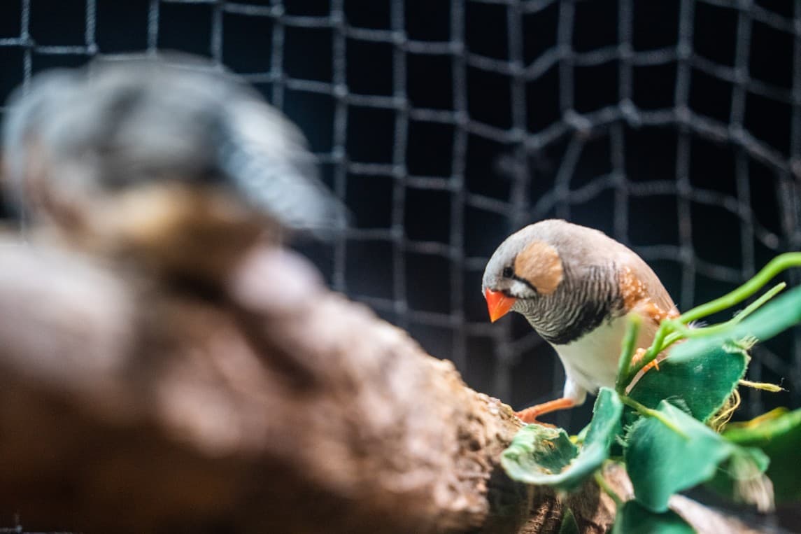 A zebra finch perched on a branch inside the Dubai Mall Aquarium's exotic bird exhibit.