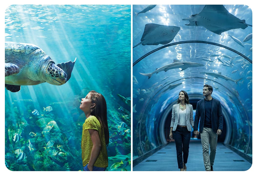 SeaWorld Abu Dhabi + The National Aquarium Abu Dhabi (General Admission)