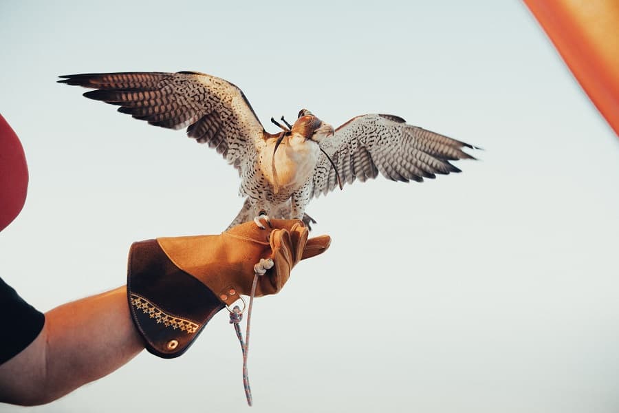 Falcon show in the Dubai desert during the hot air balloon experience with a falcon flying above the dunes