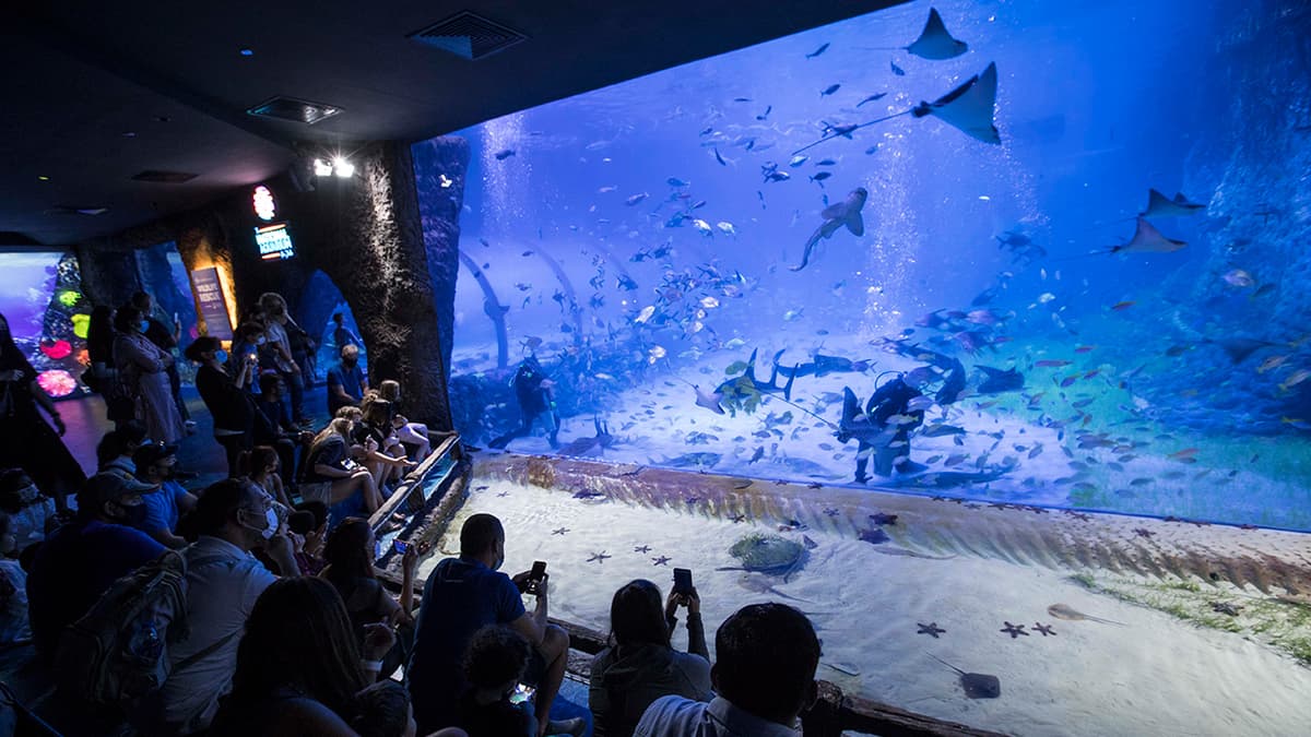 People observing an aquarium filled with colorful fish and swimming sharks.