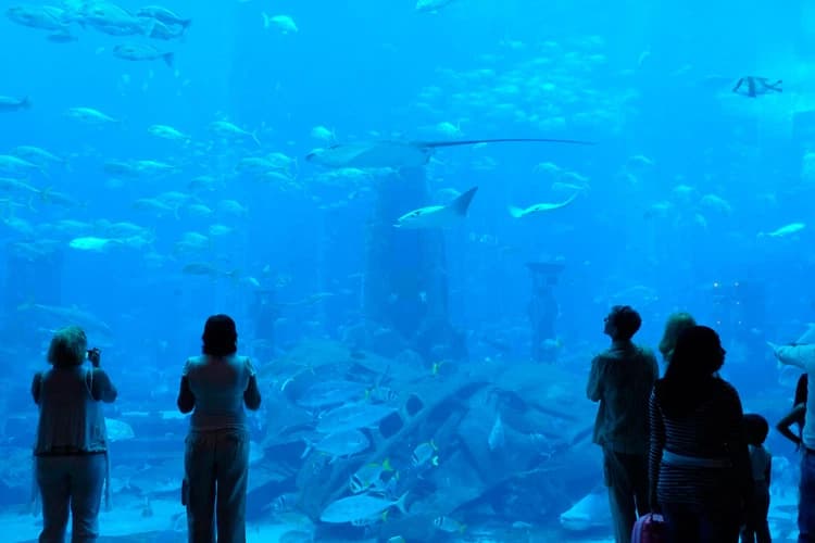 A group of people stands silhouetted against a large aquarium tank, observing diverse fish