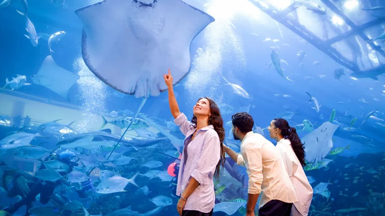 Arte Museum + Dubai Aquarium Underwater Zoo (Silver Pass)