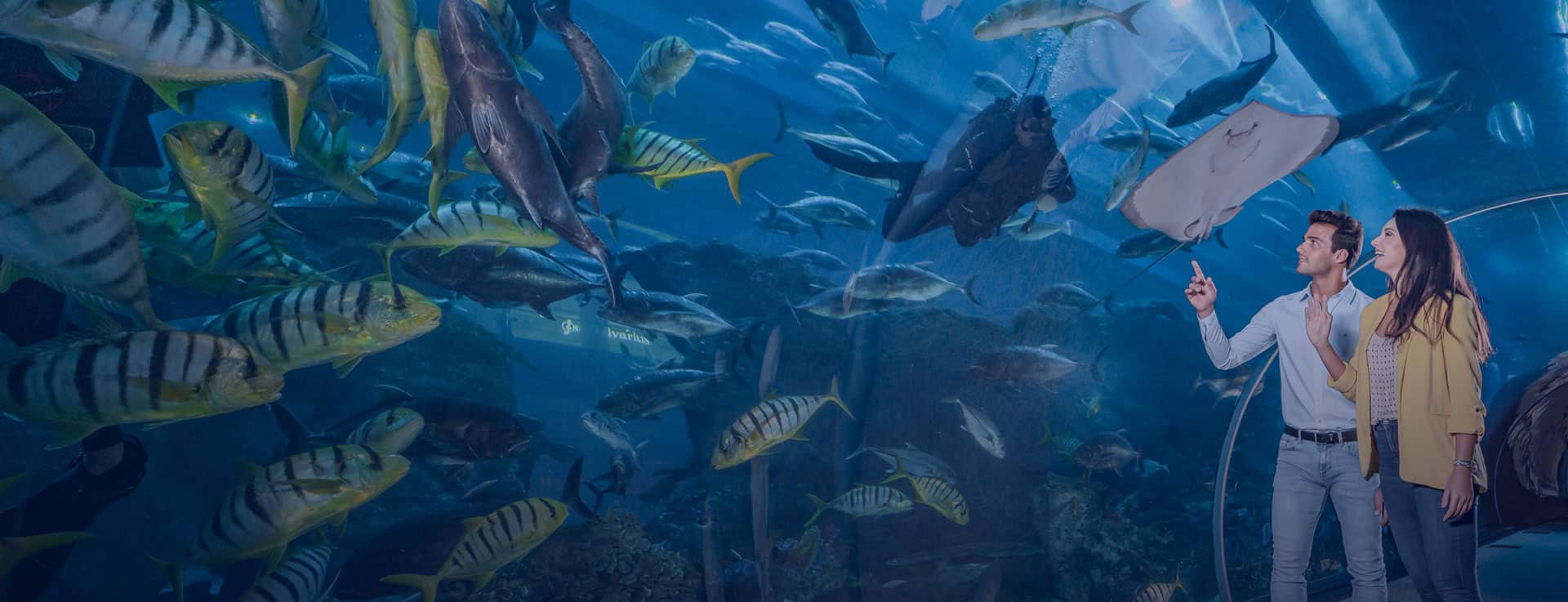 aquarium clicktoguide