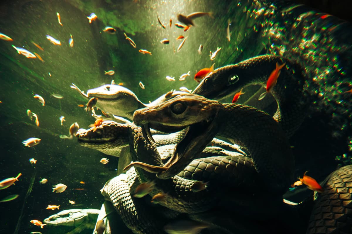 A large snake with its mouth open, displayed at the Lost World Aquarium.
