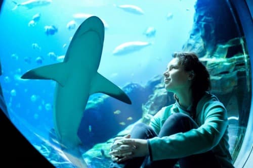 A woman sits in front of a shark tank at the Lost Chambers Aquarium, observing the marine life.