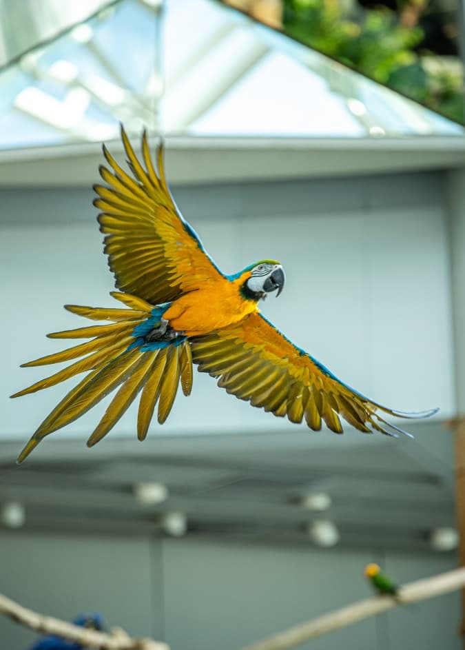 The Green Planet: Bird Show