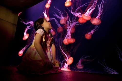 A young girl gazes at purple jellyfish in the Lost Chambers Aquarium, captivated by their graceful movements.