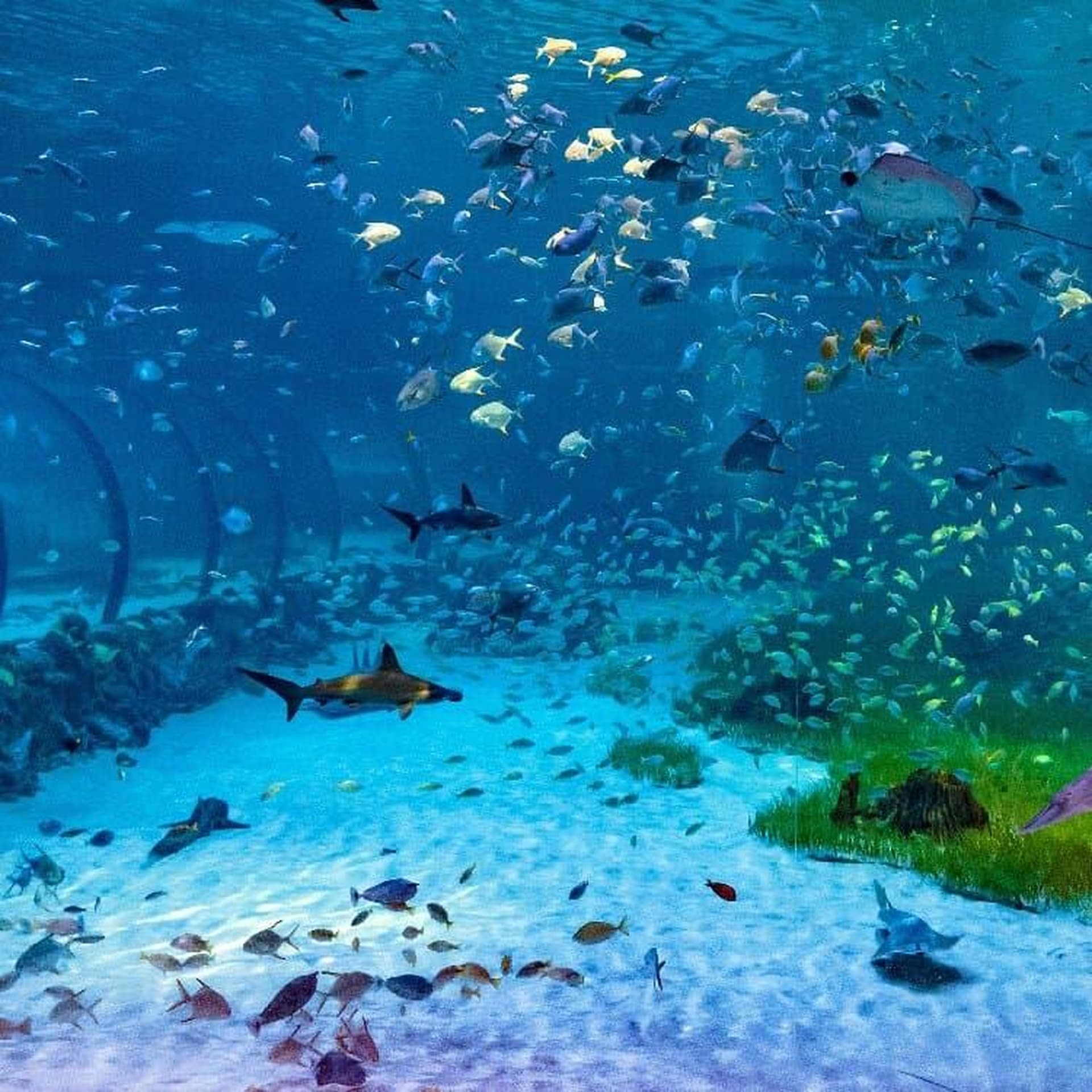 National Aquarium + Zayed National Museum