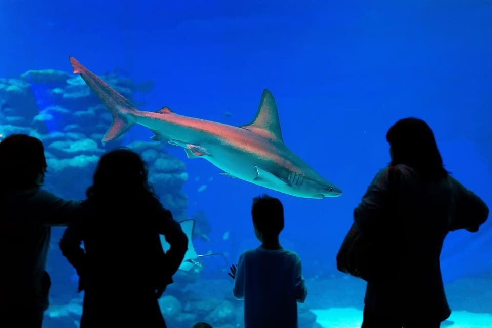 Aquarium & Wax Museum