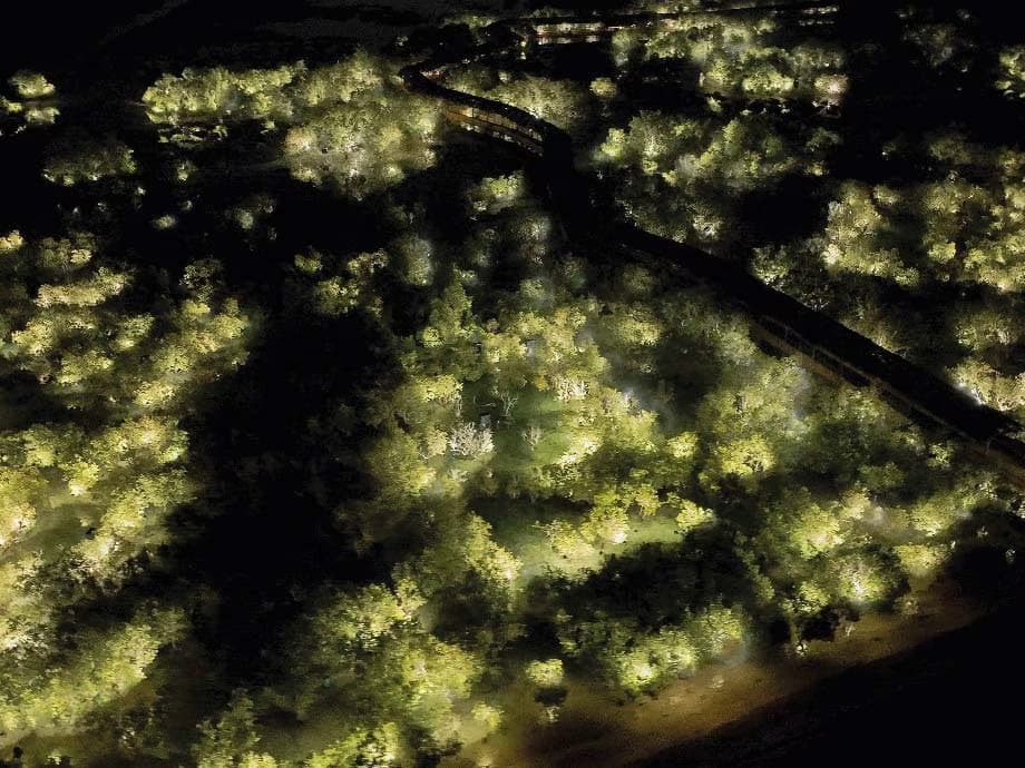 Team Lab Phenomena: Yellow forest